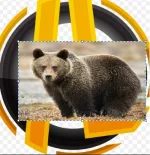 ILbear.PNG