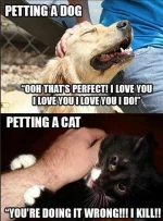 Cat vs dog meme 2.webp