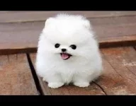 fluffy.webp
