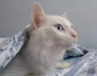 Cat again.webp