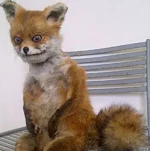 Fox.webp