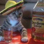 mexican cat.webp