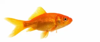 lolfish.webp