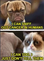 Cat vs dog meme 4.PNG